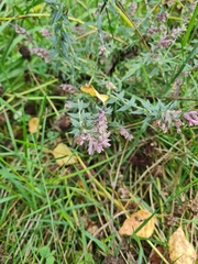 Odontites vulgaris