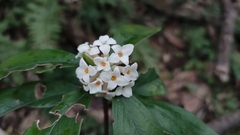 Daphne kiusiana