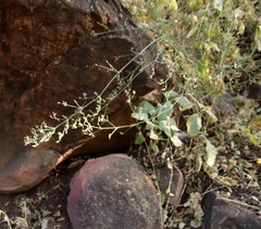 Justiciinae
