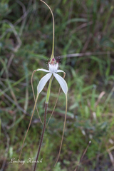 Caladenia longicauda