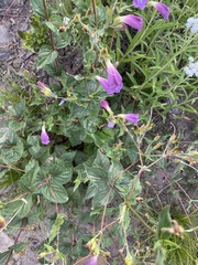 Nothochelone nemorosa