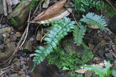 Bolbitis appendiculata