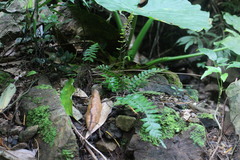 Bolbitis appendiculata