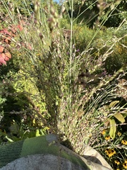 Panicum virgatum