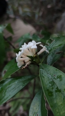 Daphne kiusiana