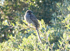 Anthochaera chrysoptera