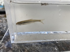 Pimephales notatus