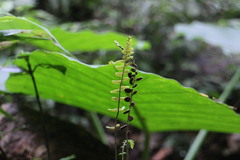 Bolbitis appendiculata