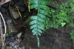 Bolbitis appendiculata