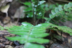 Bolbitis appendiculata