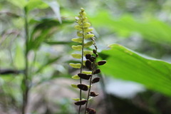 Bolbitis appendiculata