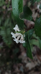 Daphne kiusiana