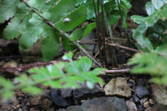 Bolbitis appendiculata