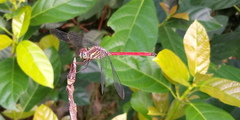 Lathrecista asiatica