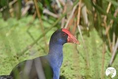 Porphyrio melanotus