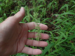 Setaria
