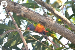 Trichoglossus moluccanus