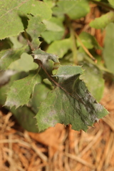 Golovinomyces cichoracearum