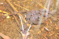 Capensibufo rosei