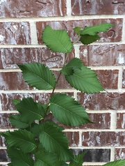 Ulmus