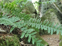 Polypodium vulgare