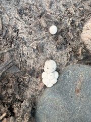 Lycoperdon