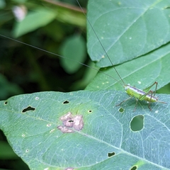 Conocephalus brevipennis
