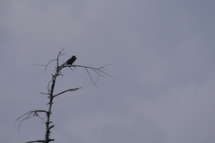 Nucifraga caryocatactes