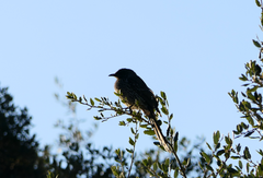 Anthochaera chrysoptera