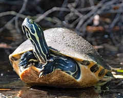 Pseudemys