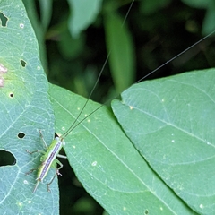 Conocephalus brevipennis