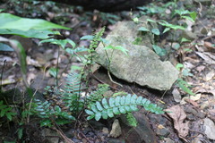 Bolbitis appendiculata