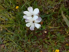 Sparaxis grandiflora