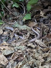 Anguis fragilis