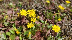 Lapsanastrum apogonoides