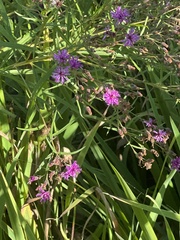 Vernonia noveboracensis