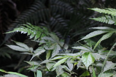 Psolodesmus mandarinus