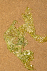 Ulva lactuca