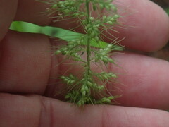 Setaria