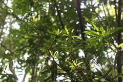 Podocarpus nakaii