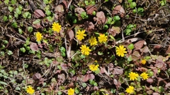 Lapsanastrum apogonoides