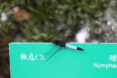 Orthetrum triangulare