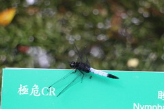 Orthetrum triangulare
