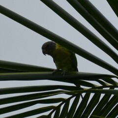 Psittacula cyanocephala