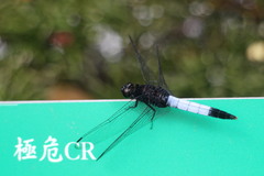 Orthetrum triangulare