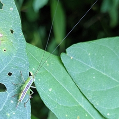 Conocephalus brevipennis