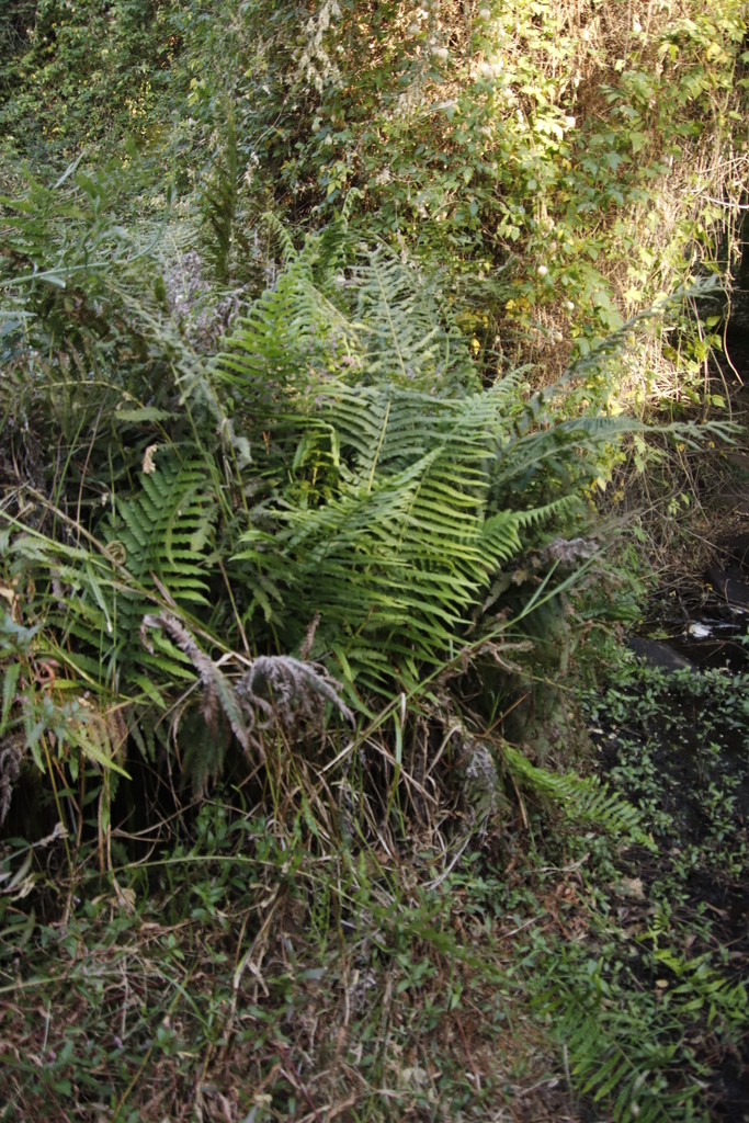 Christella chaseana