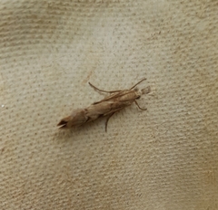 Agriphila geniculea