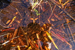 Capensibufo rosei