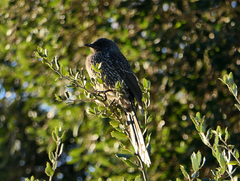 Anthochaera chrysoptera